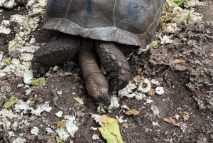 ZANZIBAR: Prison Island & Giant Tortoises Experience
