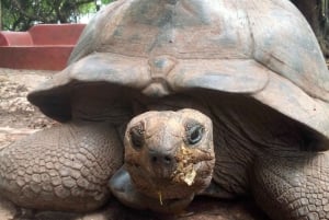 Zanzíbar: visita guiada a la isla de la prisión con un guía local