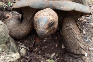Zanzíbar: visita guiada a la isla de la prisión con un guía local
