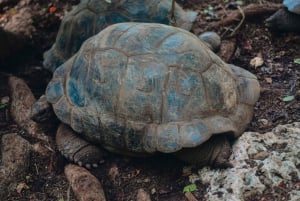 Zanzíbar: visita guiada a la isla de la prisión con un guía local