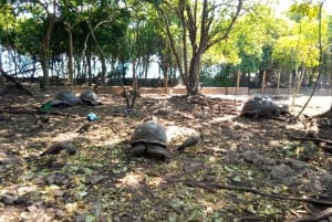 Zanzíbar: visita guiada a la isla de la prisión con un guía local
