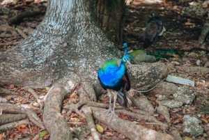 Zanzíbar: visita guiada a la isla de la prisión con un guía local