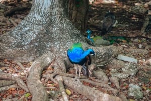 Zanzíbar: visita guiada a la isla de la prisión con un guía local