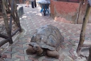 Zanzíbar: visita guiada a la isla de la prisión con un guía local