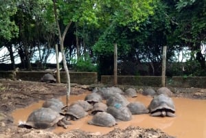 Zanzíbar: visita guiada a la isla de la prisión con un guía local