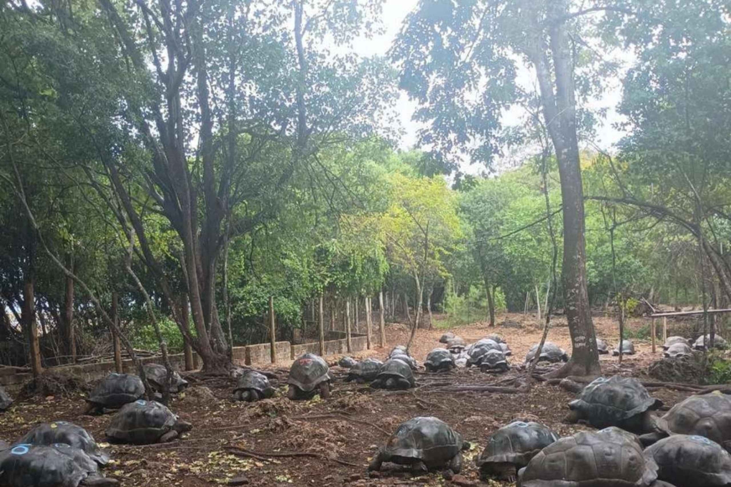 Zanzibar : visite d'une demi-journée de l'île-prison