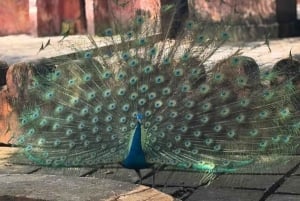 Zanzibar: Halvdagsutflykt till fängelseön