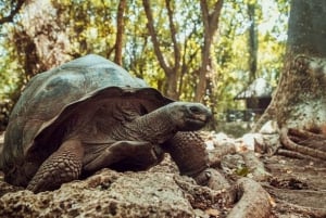 Zanzibar: Halvdagsutflykt till fängelseön