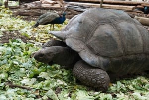 Zanzibar: Halvdagsutflykt till fängelseön