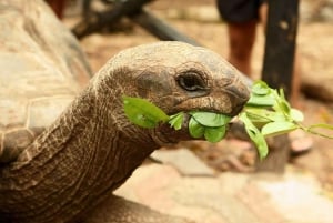 Zanzibar: Halvdagsutflykt till fängelseön