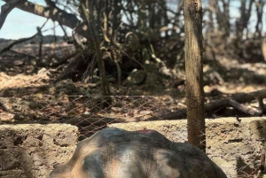 Zanzibar : visite d'une demi-journée de l'île-prison