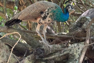 Zanzibar : visite d'une demi-journée de l'île-prison