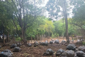 Zanzibar : visite d'une demi-journée de l'île-prison