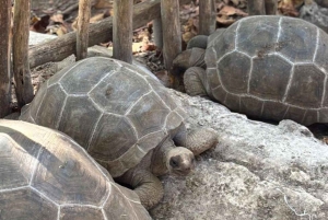 Zanzibar : visite d'une demi-journée de l'île-prison
