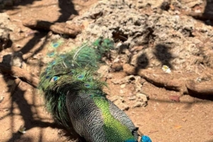 Zanzibar : visite d'une demi-journée de l'île-prison