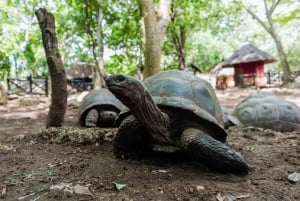Zanzibar: Prison Island, schildpadden, rondleiding door het Jozani-bos