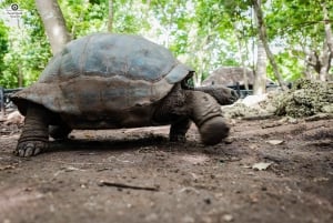 Zanzibar: Prison Island, schildpadden, rondleiding door het Jozani-bos