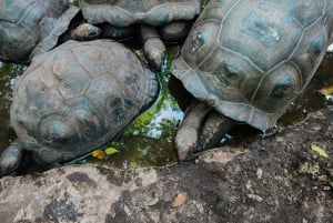 Zanzibar: Prison Island, schildpadden, rondleiding door het Jozani-bos