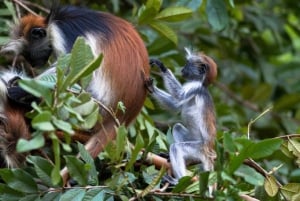 Zanzibarin vankilasaari, Jozani-metsä ja mausteviljelmät