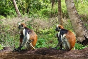 Zanzibarin vankilasaari, Jozani-metsä ja mausteviljelmät