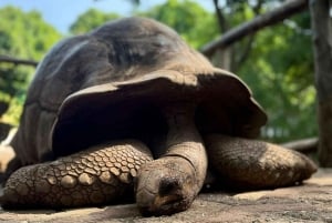 Zanzibar: Prison Island e spiaggia di Nakupenda privata con pranzo