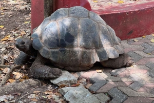 Zanzibar: Prison Island e spiaggia di Nakupenda privata con pranzo