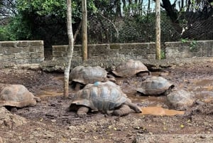Zanzibar: Prison Island e spiaggia di Nakupenda privata con pranzo
