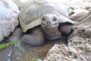 Zanzibar: Prison Island e spiaggia di Nakupenda privata con pranzo