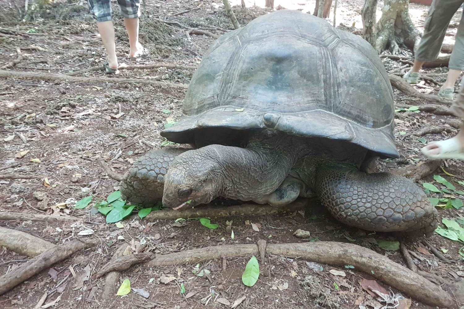 Zanzibar: Fengselsøya, Nakupenda Beach og Stone Town-tur