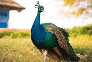 ЗАНЗИБАР: Тюремный остров, песчаная отмель Накупенда и купание с черепахами в Саламе