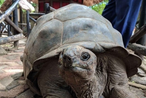 Sansibar: Gefängnisinsel, Nakupenda-Sandbank & Schwimmen mit Salam-Schildkröten