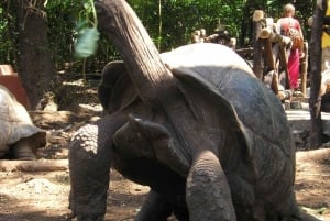 Sansibar: Gefängnisinsel, Nakupenda-Sandbank & Schwimmen mit Salam-Schildkröten