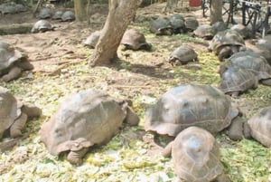 Zanzibar: Prison Island & Nakupenda Sandbank Tour with BBQ