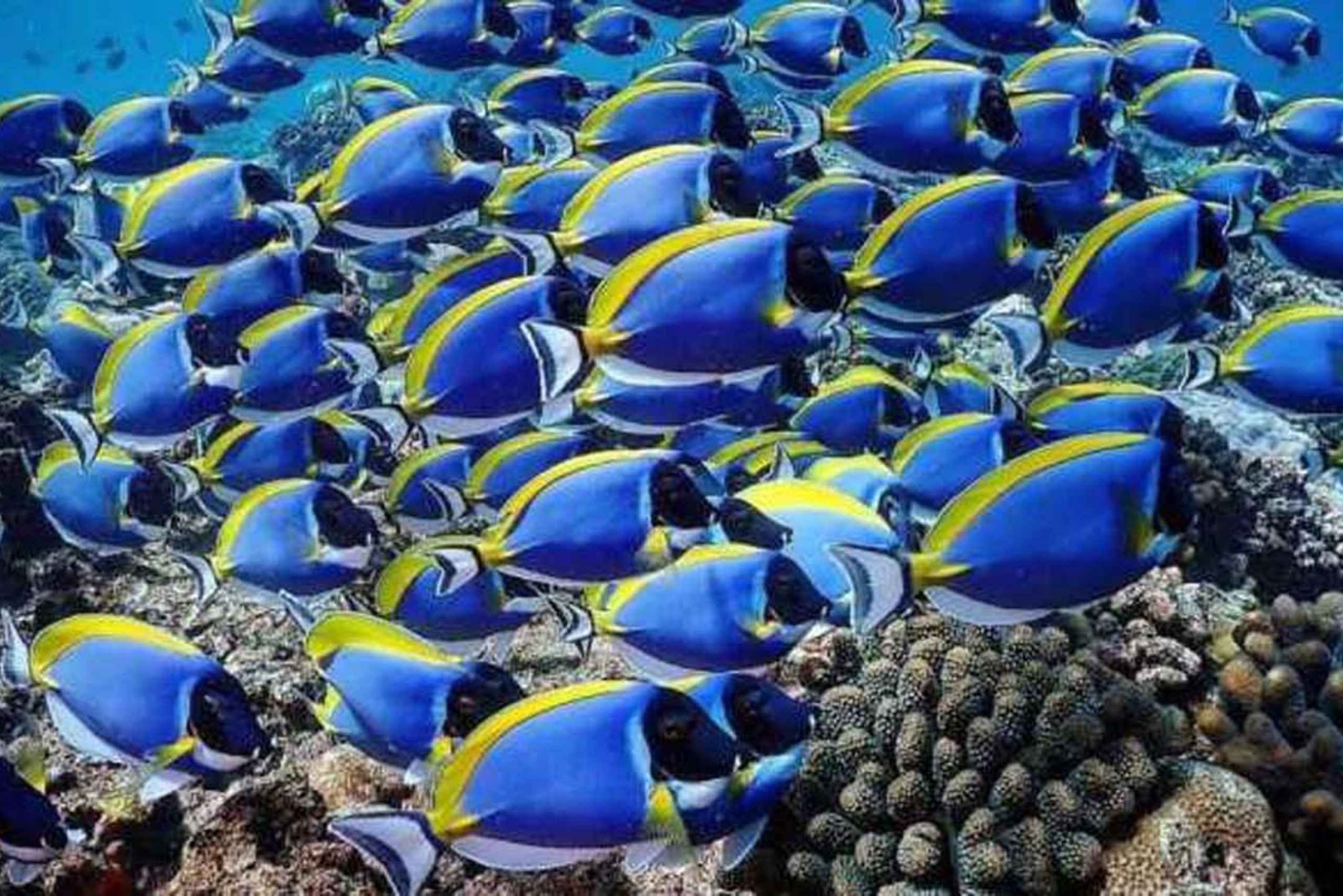 Zanzíbar: Excursión a la Isla de la Prisión y al banco de arena de Nakupenda con almuerzo