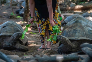 Vanuit Nungwi: Prison Island en Nakupenda Sandbank met lunch