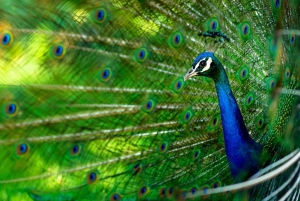 ザンジバル：刑務所島とナクペンダ砂州ツアー、昼食付き