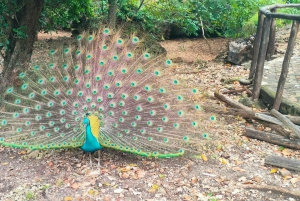 ザンジバル：刑務所島とナクペンダ砂州ツアー、昼食付き