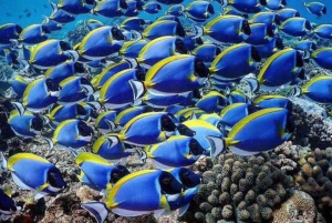 Zanzíbar: Excursión a la Isla de la Prisión y al banco de arena de Nakupenda con almuerzo