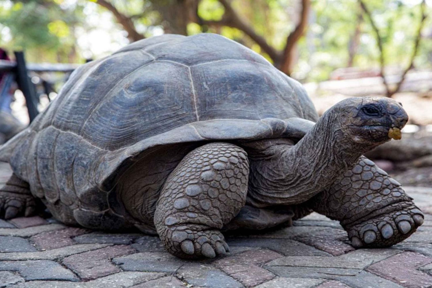 Zanzibar; Prison Island, Nakupenda, StoneTown Tour med BBQ