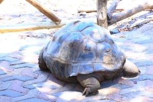 Zanzibar: Vankilasaari – Vanha kaupunki – Maustetila ja lounas