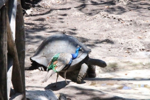 Zanzibar: Vankilasaari – Vanha kaupunki – Maustetila ja lounas