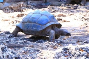 Zanzibar: Vankilasaari – Vanha kaupunki – Maustetila ja lounas