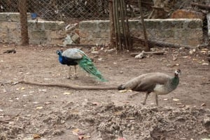 Zanzibar: Vankilasaari – Vanha kaupunki – Maustetila ja lounas