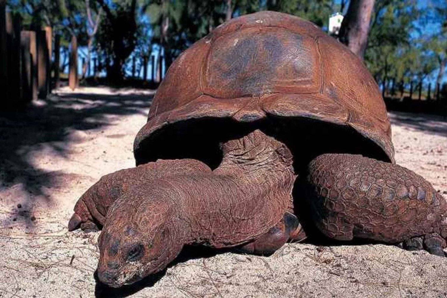 Från Nungwi: Prison Island & Nakupenda Sandbank med lunch