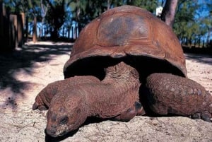 Depuis Nungwi : Île-prison et banc de sable de Nakupenda avec déjeuner