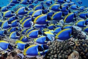 Depuis Nungwi : Île-prison et banc de sable de Nakupenda avec déjeuner