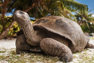 Zanzibar: Prison Island & Nakupenda Sandbank Tour med frokost