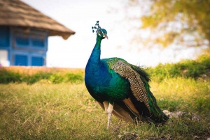 Zanzibar: Prison Island & Nakupenda Sandbank Tour med frokost
