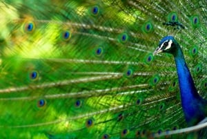 Zanzibar: Prison Island & Nakupenda Sandbank Tour med frokost