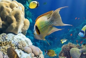 Zanzibar: Prison Island & Nakupenda Sandbank Tour med frokost